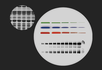 Nucleic Acid / Protein Analysis Solutions