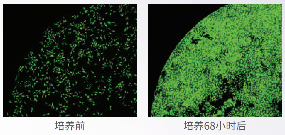 应用1：长时间活细胞成像.png