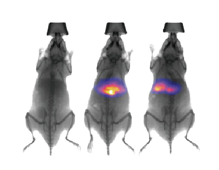 小动物活体光学成像系统