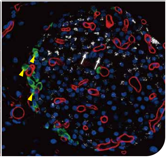 代谢生物学应用.png 代谢生物学应用.png