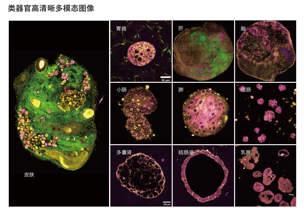 应用1-类器官高清晰多模态图像.png 应用1-类器官高清晰多模态图像.png