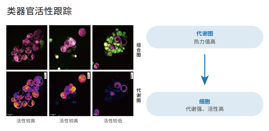 应用4-类器官活性跟踪.png 应用4-类器官活性跟踪.png